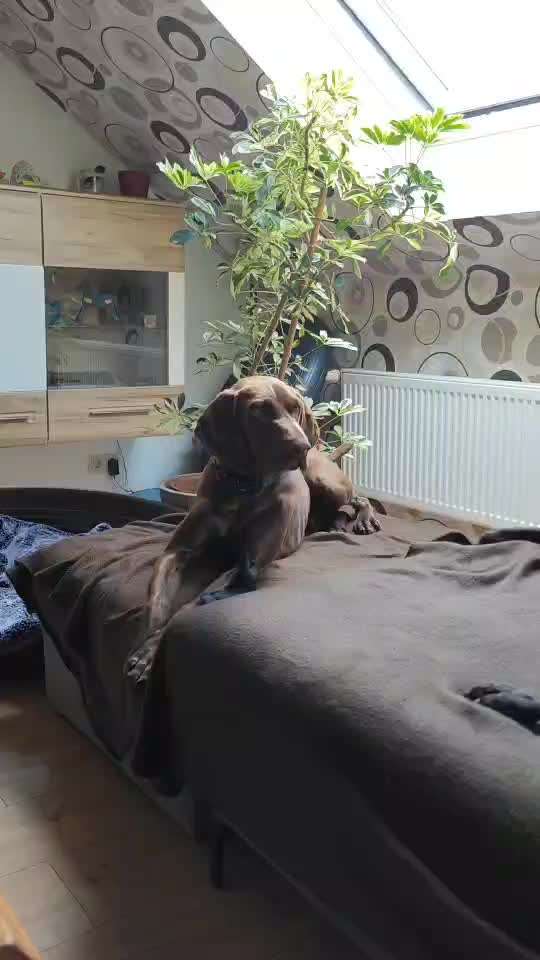 Auslandstierschutz-Beitrag-Bild