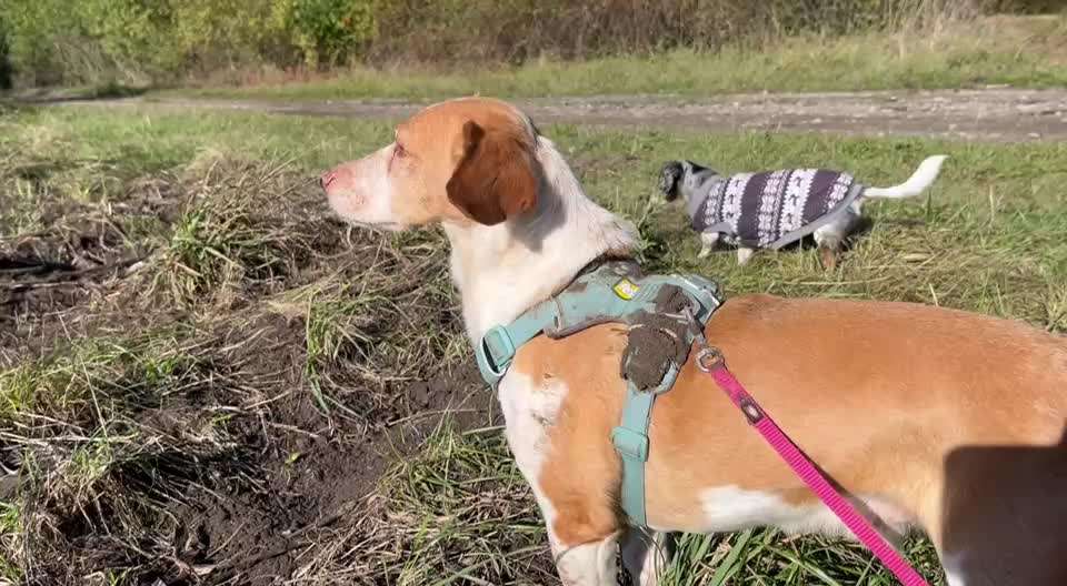 Was hat euch heute mit eurem Hund gefreut?-Beitrag-Bild