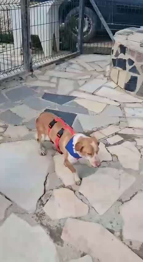 Neuer Hund ist handscheu - Vorgehen-Beitrag-Bild