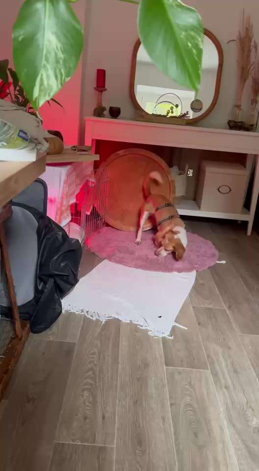 Analyse & Interpretation von Verhalten-Beitrag-Bild