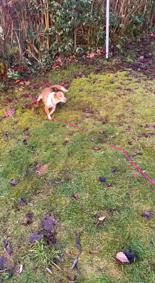 Starke Schmerzen nach dem Spazierengehen-Beitrag-Bild