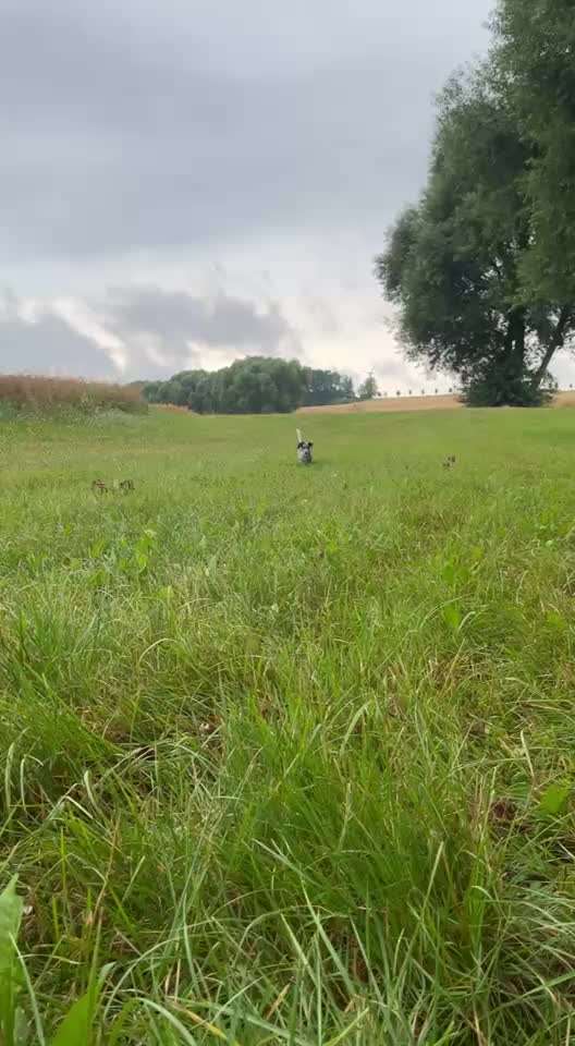 Was hat euch heute mit eurem Hund gefreut?-Beitrag-Bild