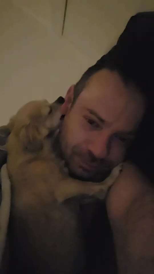 aktuelles Foto Gruppe Chihuahua