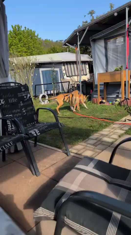 Windhundtreffen - PLZ-Beitrag-Bild