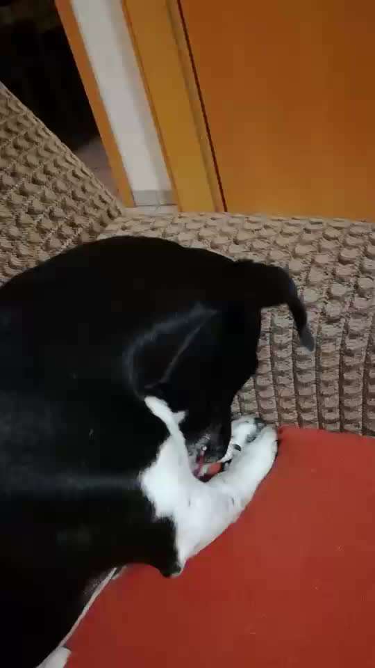 Unser Lucky nimmt seine Schnauze immer zwischen seine Vorderpfoten-Beitrag-Bild