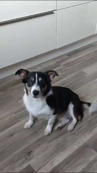 TierschutzhundeStammtisch🐕-Beitrag-Bild