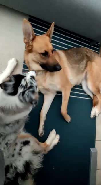 Alles rund um den Schäferhund, diskutieren erwünscht.-Beitrag-Bild