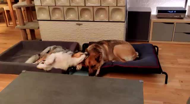 Alles rund um den Schäferhund, diskutieren erwünscht.-Beitrag-Bild