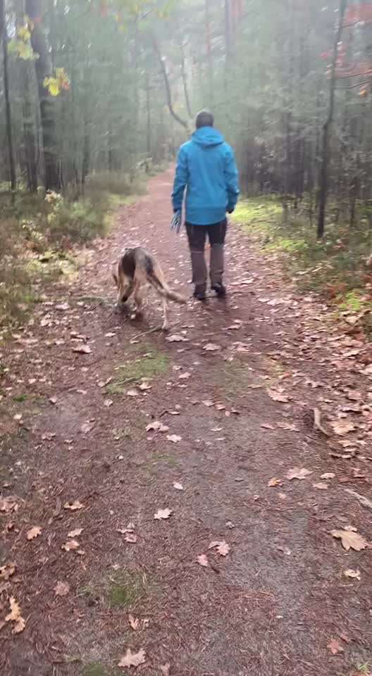 Alles rund um den Schäferhund, diskutieren erwünscht.-Beitrag-Bild