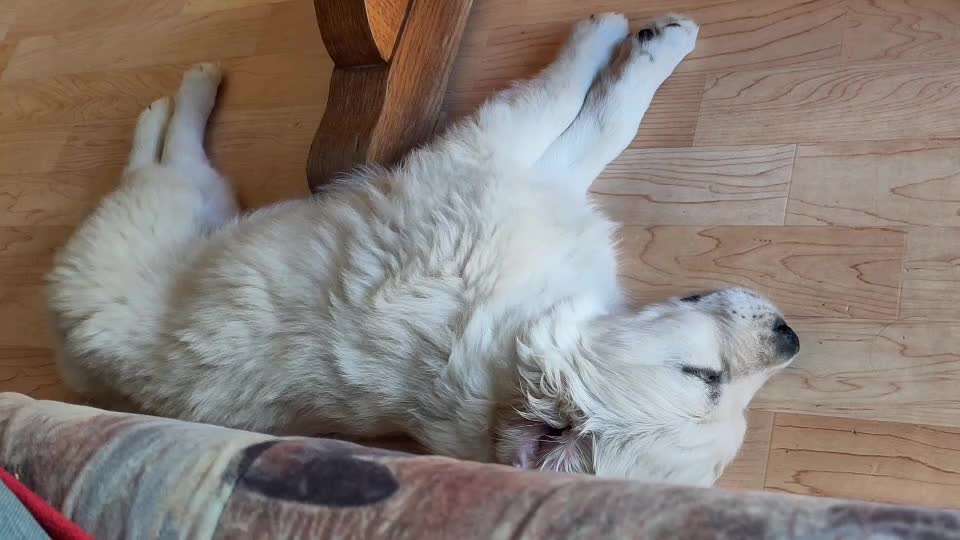 aktuelles Foto Gruppe Golden Retriever