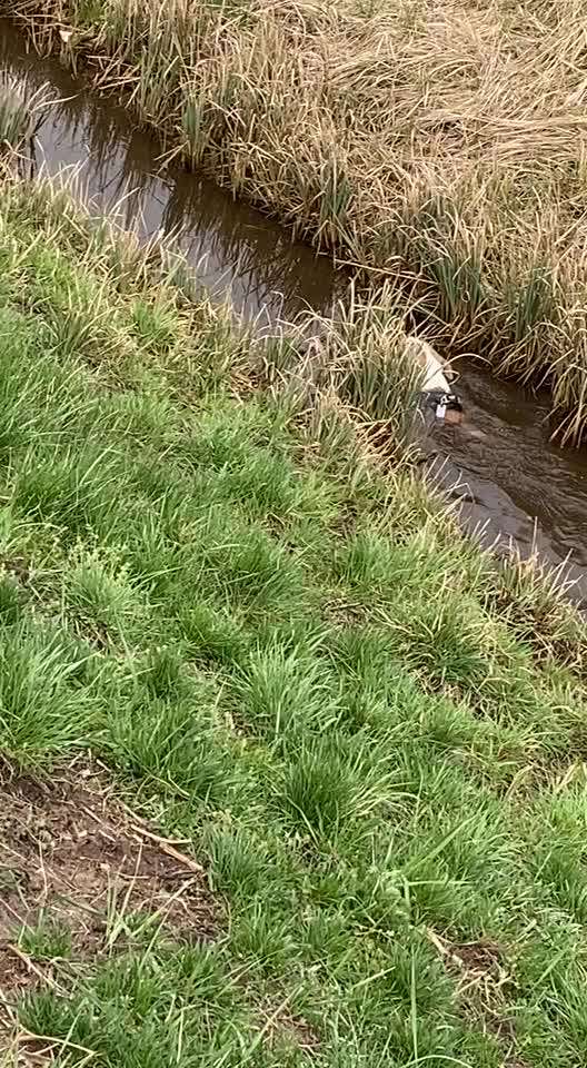 Miniatur Bull Terrier-Beitrag-Bild