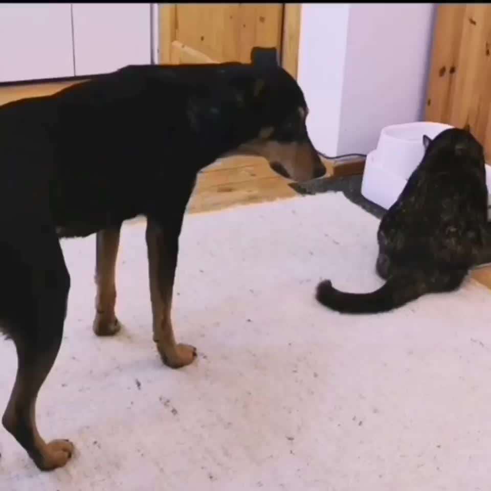 Analyse & Interpretation von Verhalten-Beitrag-Bild