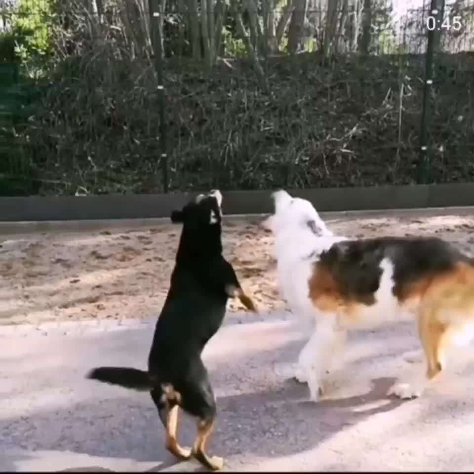 Analyse & Interpretation von Verhalten-Beitrag-Bild