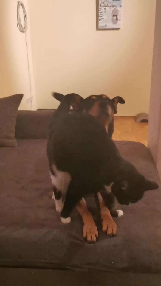 Bester Freund, Hundekumpel - zeigt her!-Beitrag-Bild