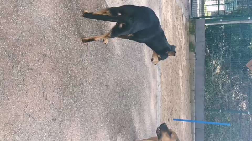 Analyse & Interpretation von Verhalten-Beitrag-Bild