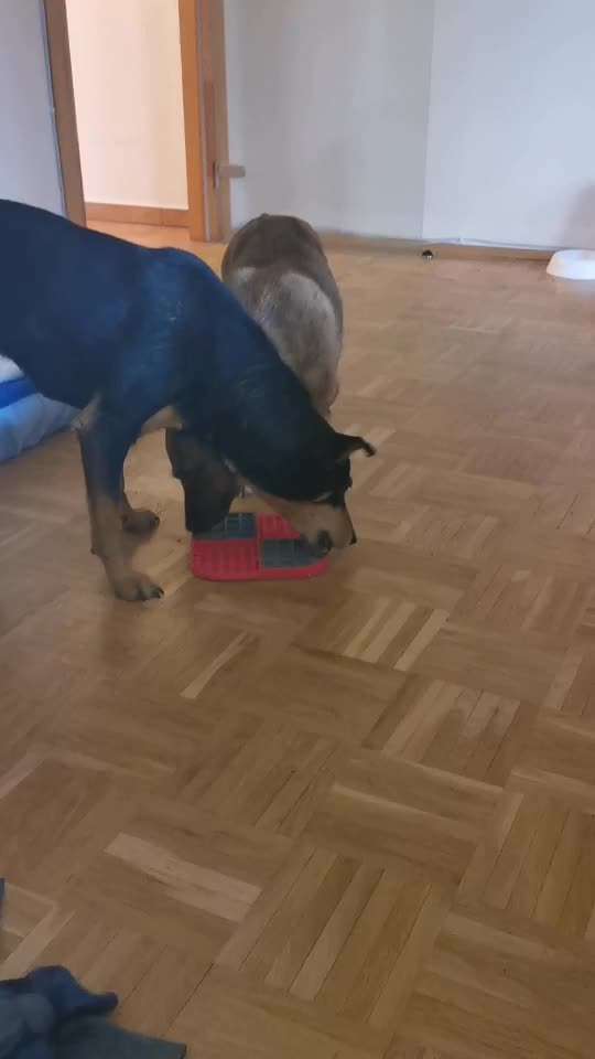 Leckmatten-Beitrag-Bild