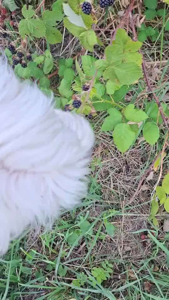 TierschutzhundeStammtisch🐕-Beitrag-Bild