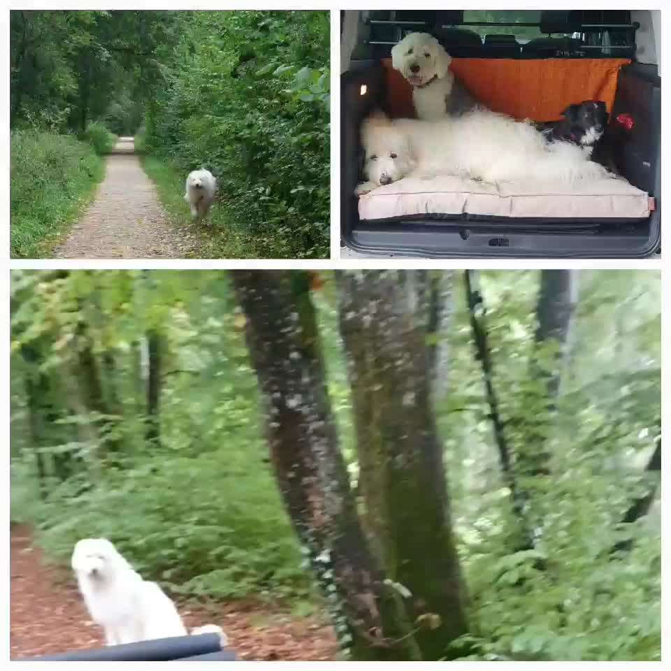 TierschutzhundeStammtisch🐕-Beitrag-Bild