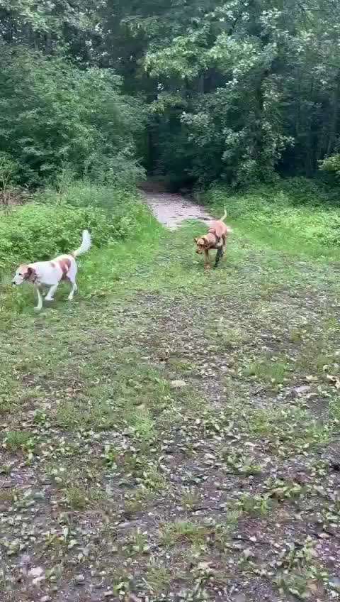 TierschutzhundeStammtisch🐕-Beitrag-Bild