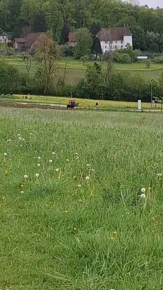 TierschutzhundeStammtisch🐕-Beitrag-Bild