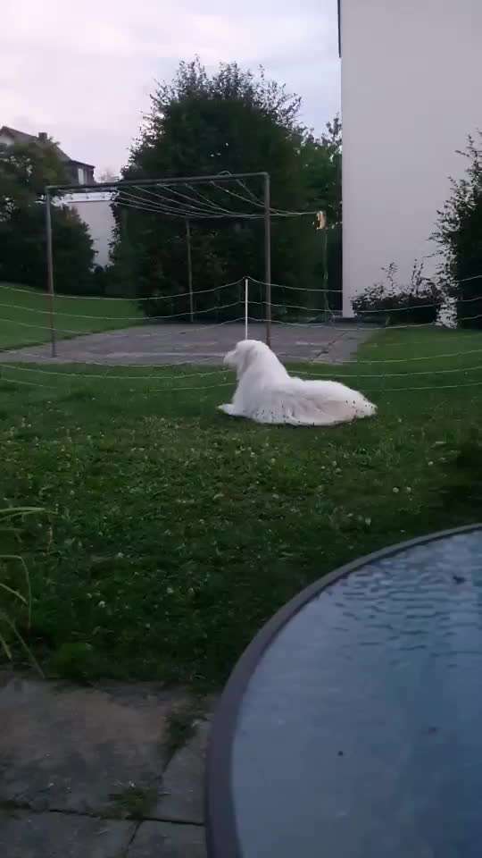 TierschutzhundeStammtisch🐕-Beitrag-Bild