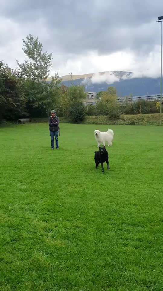 TierschutzhundeStammtisch🐕-Beitrag-Bild