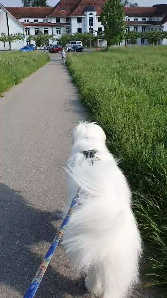 TierschutzhundeStammtisch🐕-Beitrag-Bild