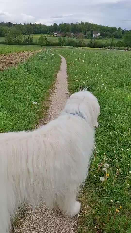 TierschutzhundeStammtisch🐕-Beitrag-Bild