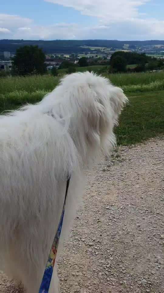 TierschutzhundeStammtisch🐕-Beitrag-Bild