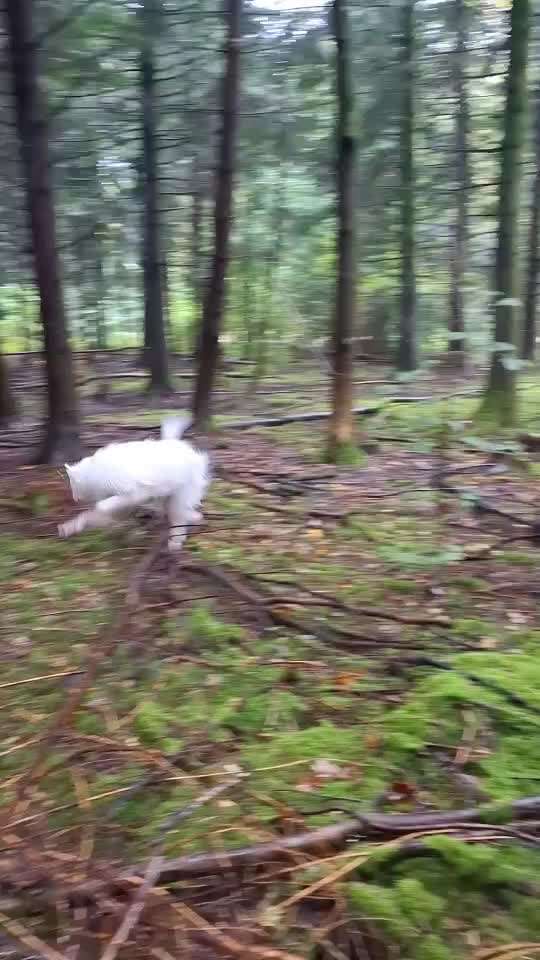 TierschutzhundeStammtisch🐕-Beitrag-Bild