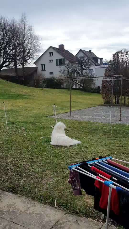 TierschutzhundeStammtisch🐕-Beitrag-Bild