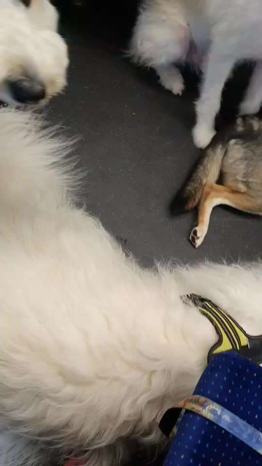 TierschutzhundeStammtisch🐕-Beitrag-Bild