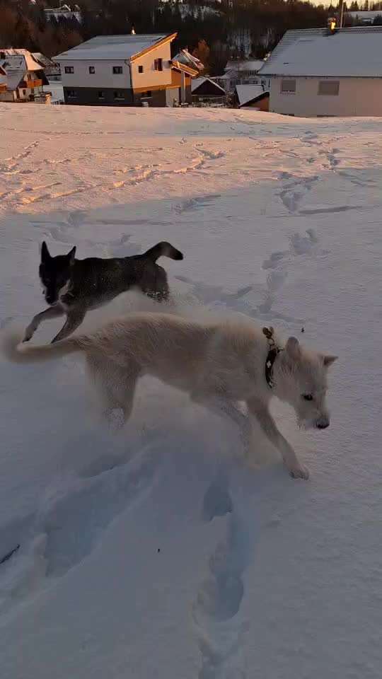 TierschutzhundeStammtisch🐕-Beitrag-Bild