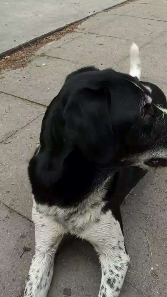 Unsere Fellnasen im Regenbogenland-Beitrag-Bild