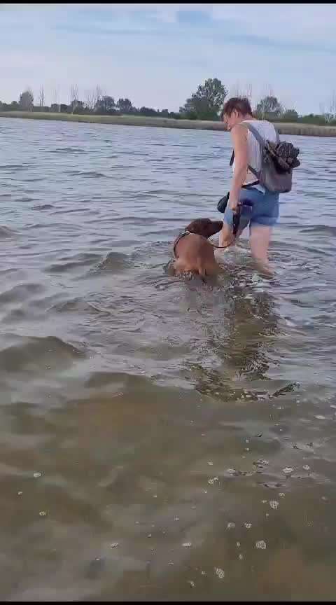 Rhodesian Ridgeback-Beitrag-Bild