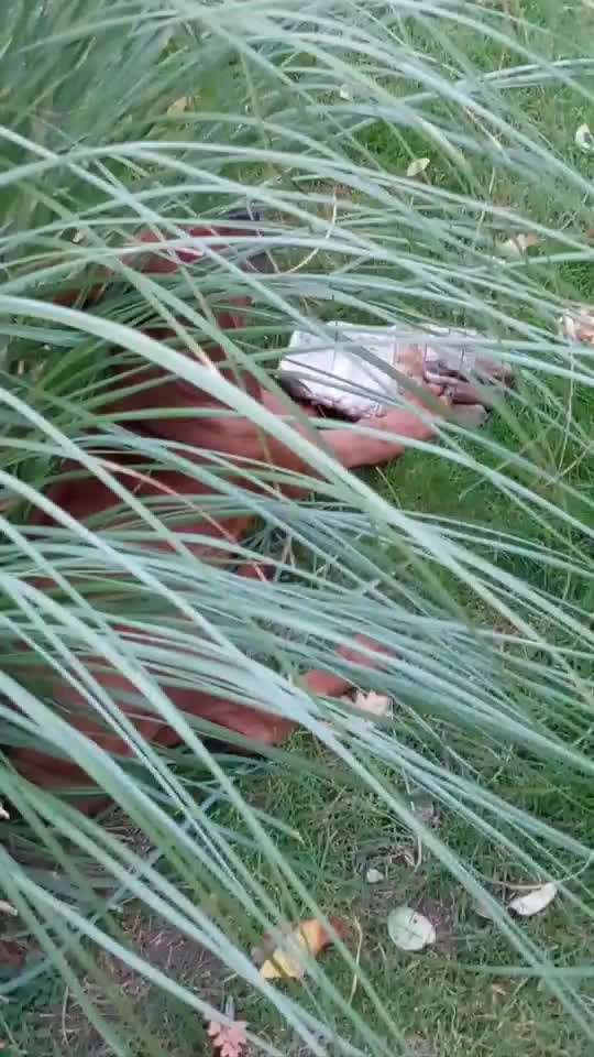 Rhodesian Ridgeback-Beitrag-Bild