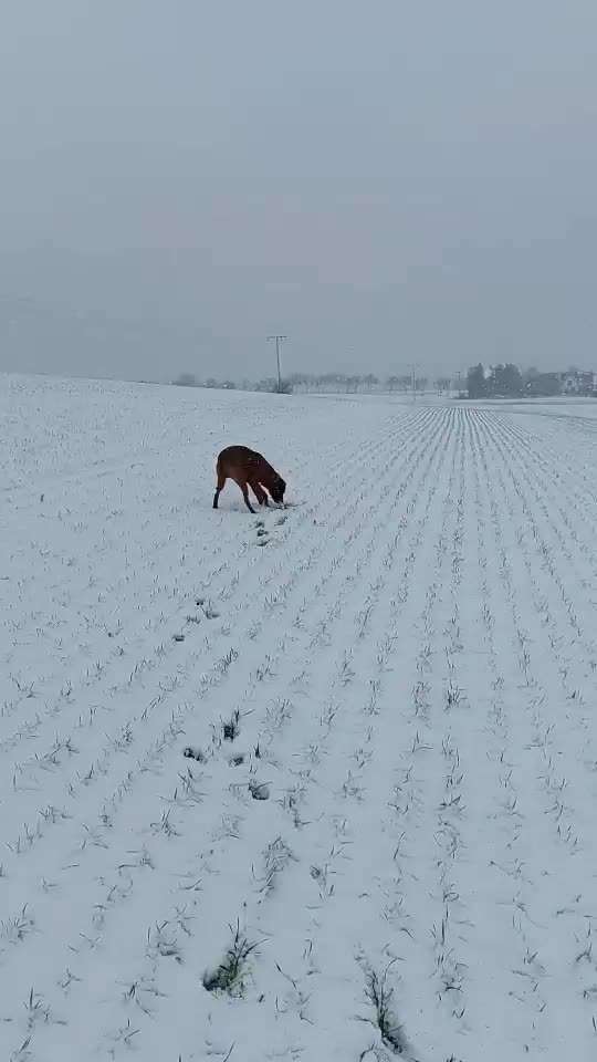Rhodesian Ridgeback-Beitrag-Bild