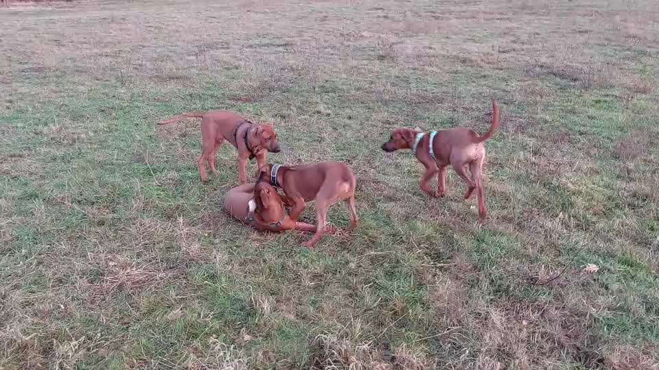 Rhodesian Ridgeback-Beitrag-Bild