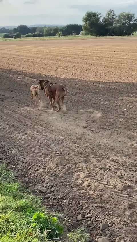 Rhodesian Ridgeback-Beitrag-Bild