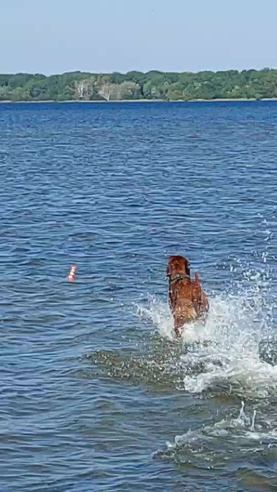 Rhodesian Ridgeback-Beitrag-Bild