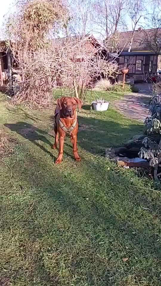 Rhodesian Ridgeback-Beitrag-Bild