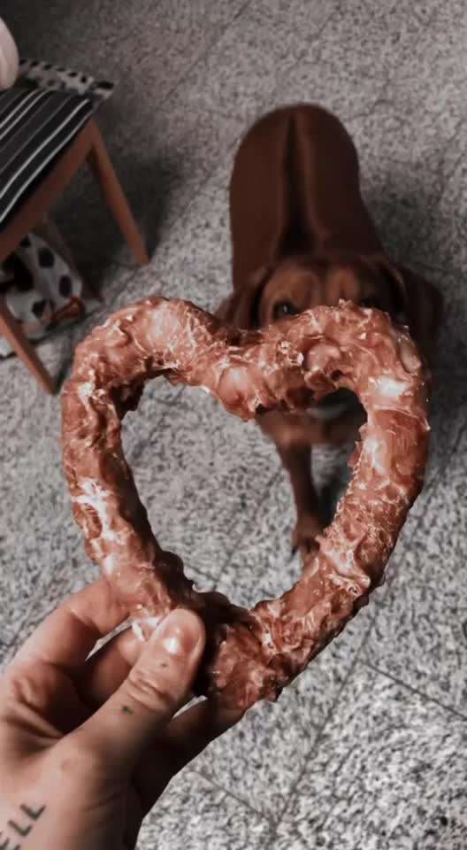 Rhodesian Ridgeback-Beitrag-Bild