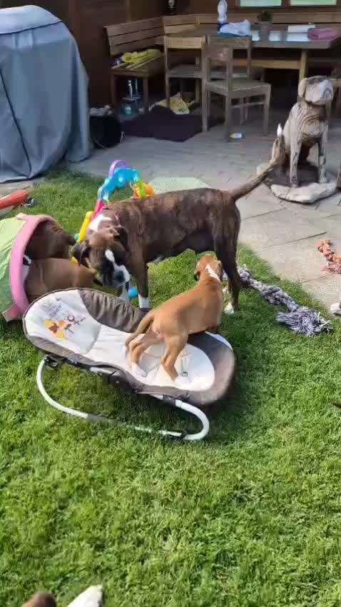 Sessellift mit Hund-Beitrag-Bild