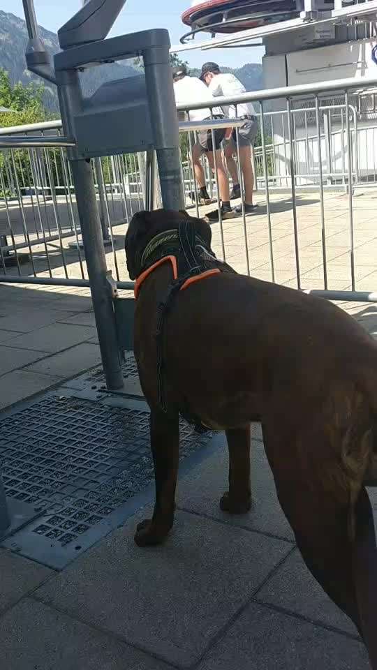 Sessellift mit Hund-Beitrag-Bild