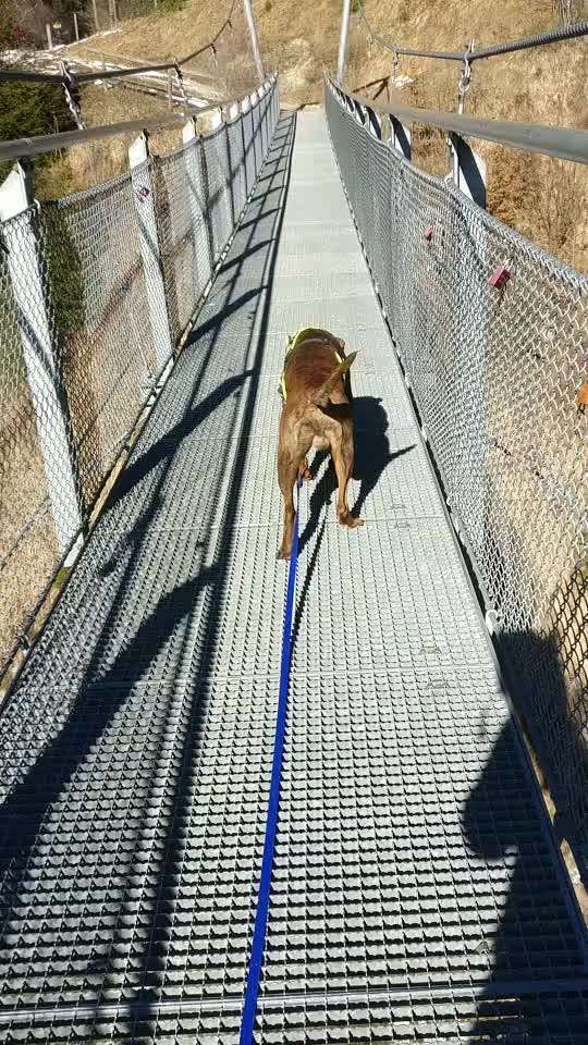 Sessellift mit Hund-Beitrag-Bild