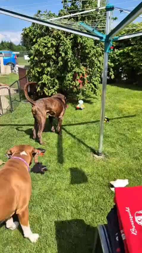 Würde eine Hundin eine Hundeschule führen dürfen?-Beitrag-Bild