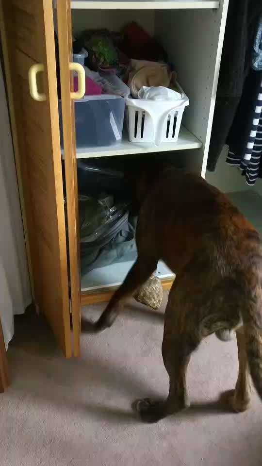 My dog has problems eating-Beitrag-Bild