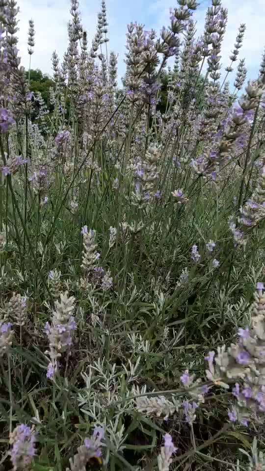 Die wunderschöne Welt mit Hund.-Beitrag-Bild