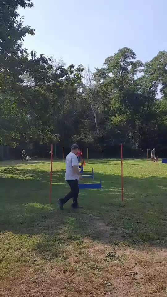 Alles rund um den Pudel-Beitrag-Bild