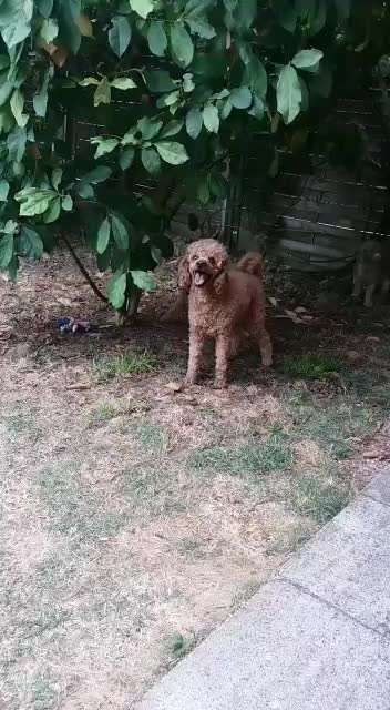 Alles rund um den Pudel-Beitrag-Bild